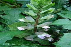 Acanthus mollis